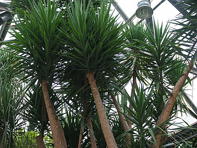 유카 엘레판티펜스 사진 - Yucca elephantipes Regel. Photos