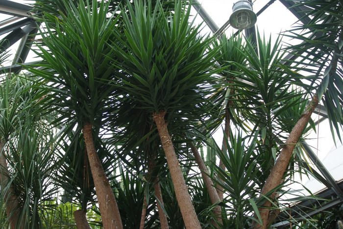 유카 엘레판티펜스 - Bulb-stem yucca, Spineless Yucca, Yucca elephantipes Regel.