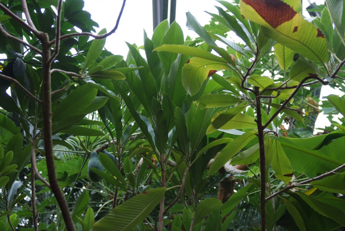 제륜도 - Elephant Apple, Dillenia indica L.