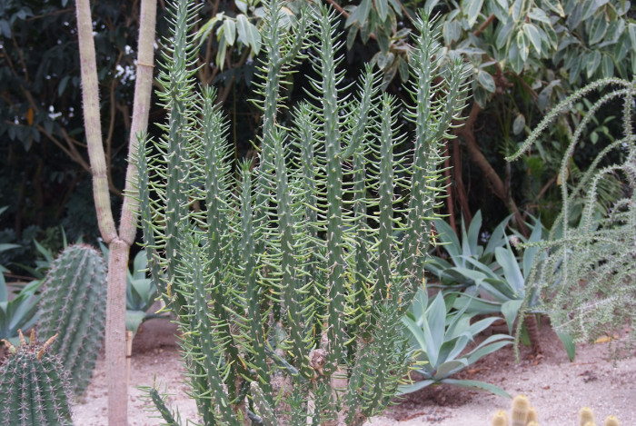 장군 - Austrocylindropuntia subulata