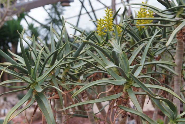 알로에 라모시시마 - Aloe ramosissima