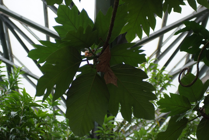 빵나무 - Bread fruit, Bread fruit tree, Artocarpus altilis Fosb.