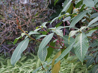 산케지아 노빌리스 사진 - anchezia nobilis Hook.f. Photos