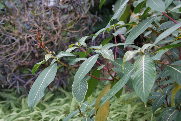 산케지아 노빌리스 - Sanchezia nobilis, anchezia nobilis Hook.f.