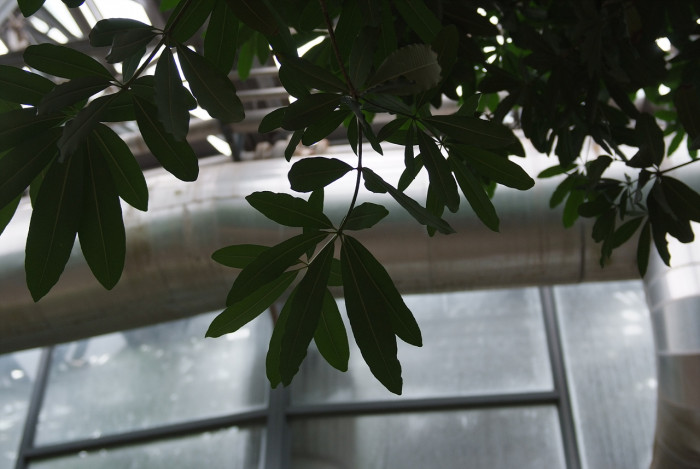 흑판수 - Devil tree, Pali-Mara, Alstonia scholaris R. Br