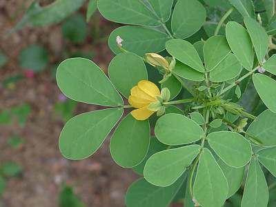 결명자 사진 - Senna tora (L.) Roxb. Photos