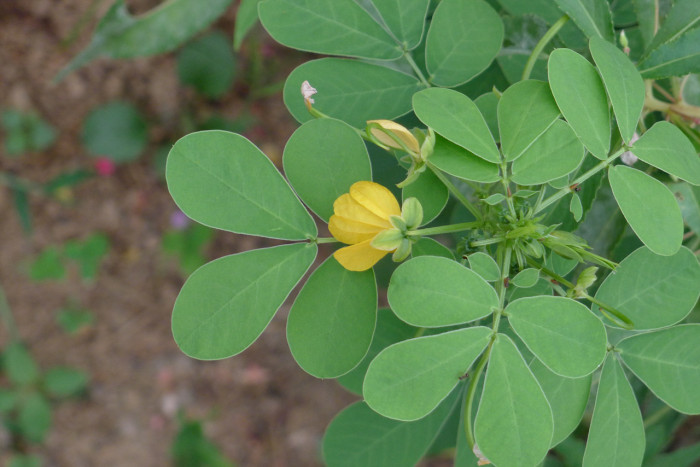 결명자 - Senna obtusifolia, Senna tora (L.) Roxb.