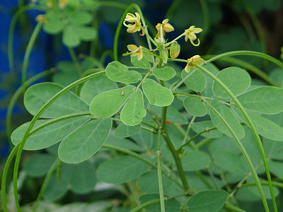 결명자 사진 - Senna tora (L.) Roxb. Photos