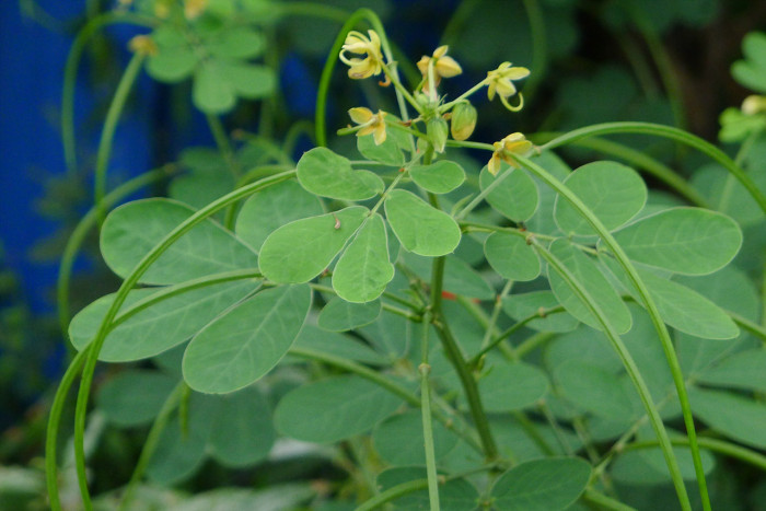 결명자 - Senna obtusifolia, Senna tora (L.) Roxb.