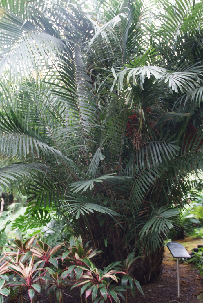 흑죽야자 - Formosan sugar palm, Dwarf Sugar Palm, Arenga engleri Becc.