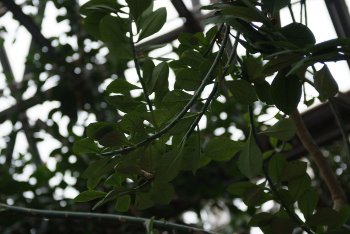 시나데니움 - African milk bush, Synadenium grantill Hook.