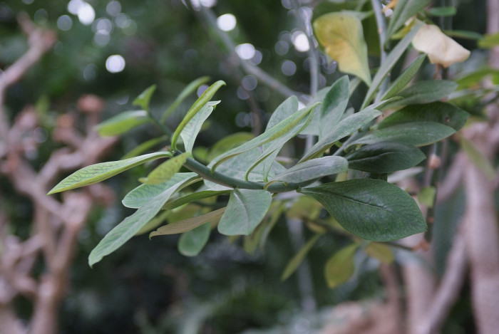 시나데니움 - African milk bush, Synadenium grantill Hook.