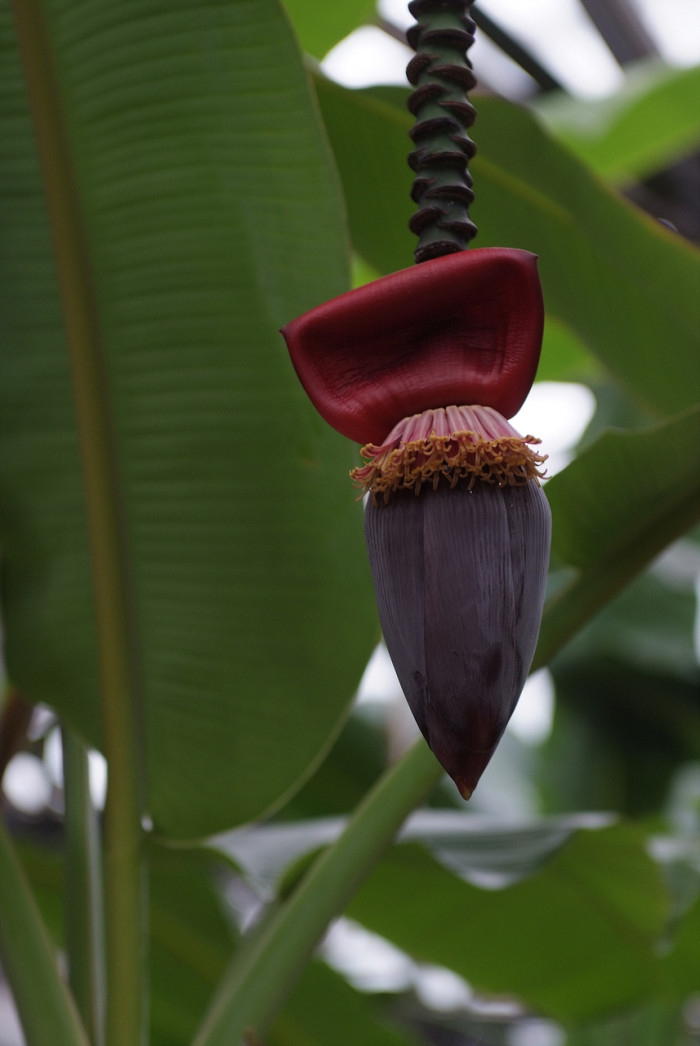 바나나나무 - Banana, Musa paradisiaca L.