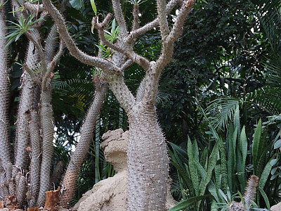 라메리 사진 - Pachypodium rutenbergianum var. lamerei  Photos