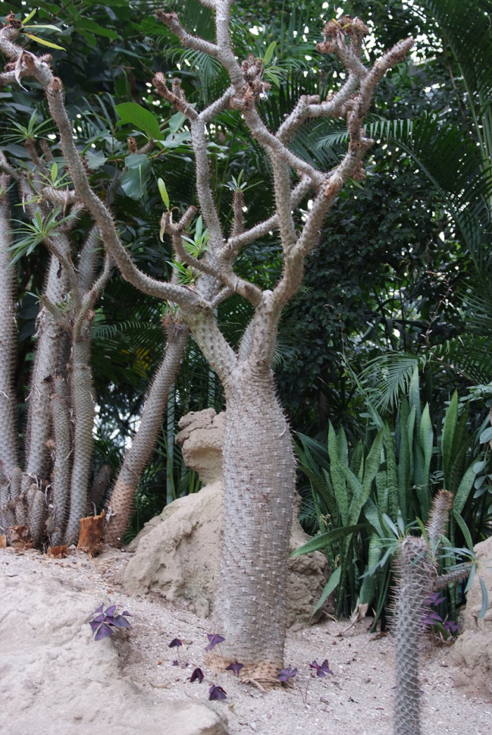 라메리 - Branched Madagascar palm, Pachypodium rutenbergianum var. lamerei 