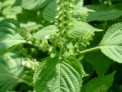 들깨 사진 - Perilla frutescens (L.) Britton Photos