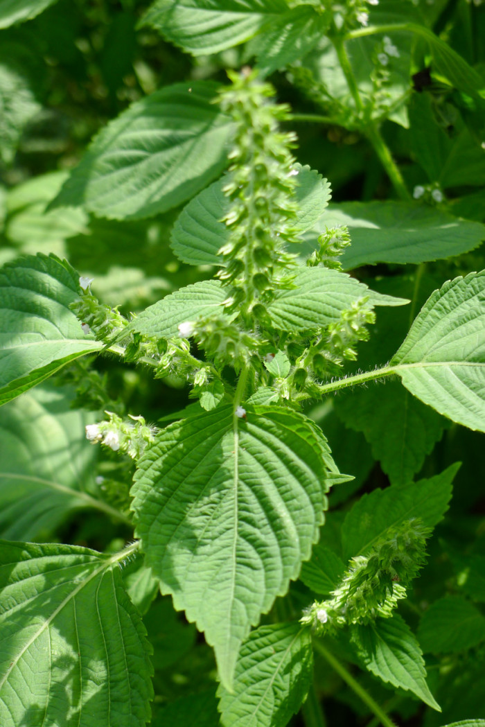 들깨 - Perilla frutescens (L.) Britton