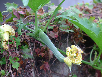 수세미오이 사진 - Luffa cylindrica Roem. Photos