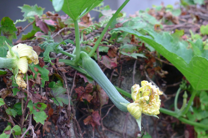 수세미오이 - Luffa cylindrica Roem.