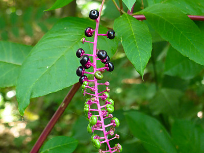 미국자리공 사진 - Phytolacca americana L. Photos