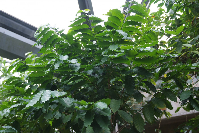 커피나무 - coffee tree, Coffea arabica L.