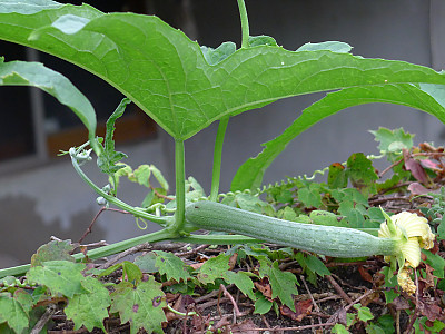 수세미오이 사진 - Luffa cylindrica Roem. Photos