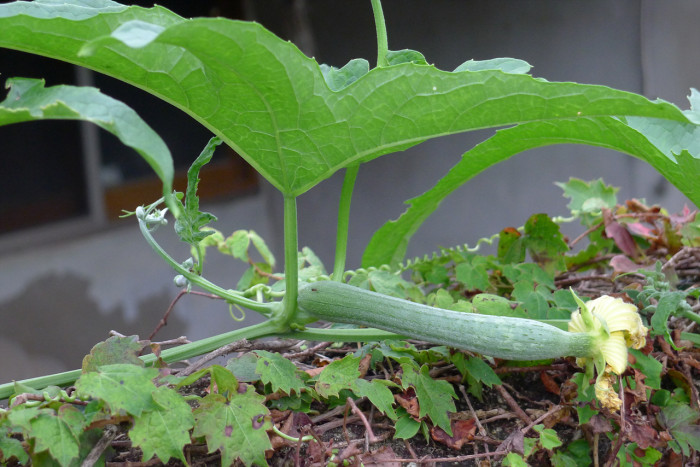 수세미오이 - Luffa cylindrica Roem.