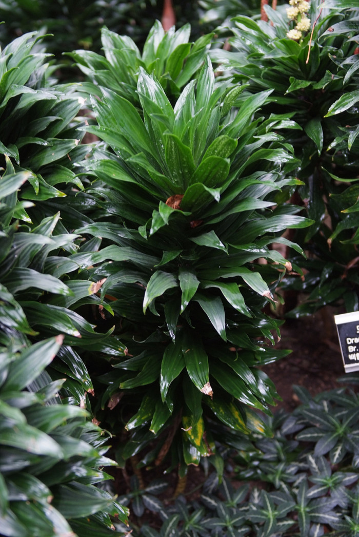 드라세나 콤팩타 - calypso queen, dwarf bouquet, dracaena compacta, Dracaena deremensis N.E. Br. Var. compacta Hort.