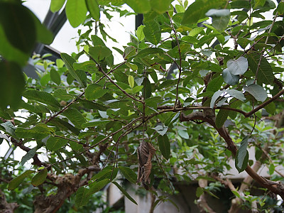 구아바 사진 - Psidium guajava Photos
