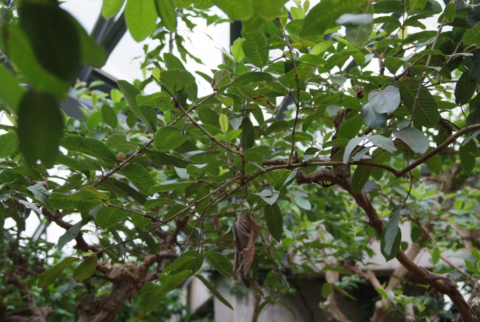 구아바 - guava, Psidium guajava