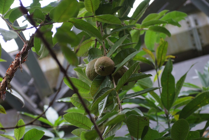 단황과 - Egg-fruit, Ti-es, Lucuma nervosa A. DC.