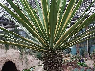 무늬카리브용설란 사진 - Agave angustifolia. Haw. var. marginata Hort. Photos