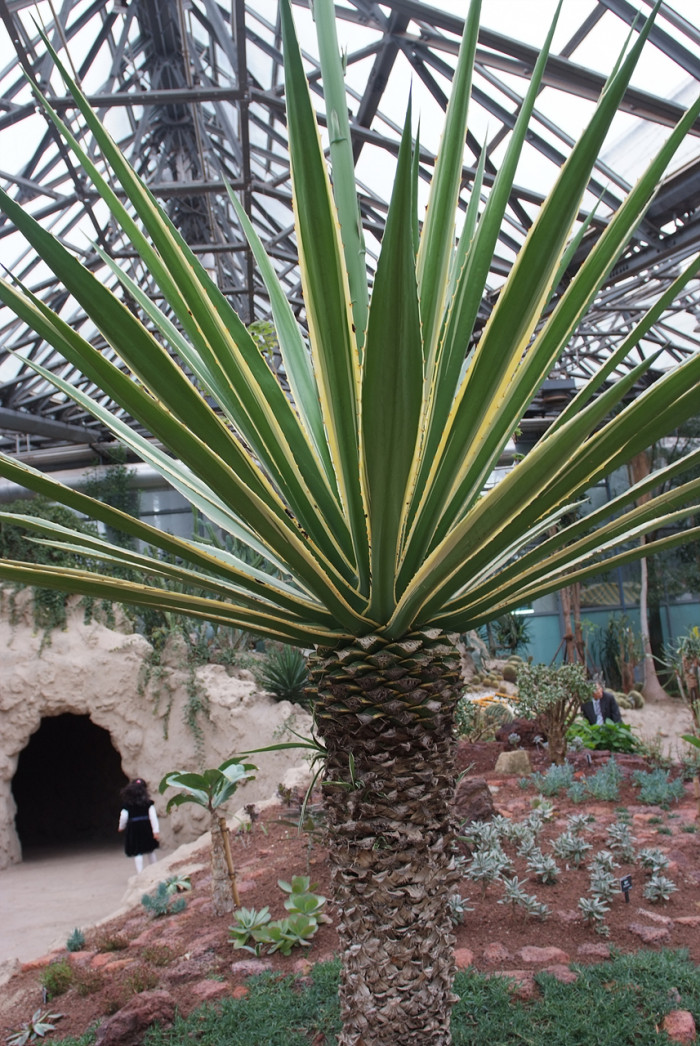 무늬카리브용설란 - Variegated Caribbean Agave, Agave angustifolia. Haw. var. marginata Hort.