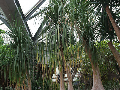 덕구리난 사진 - Beaucarnea recurvata Photos
