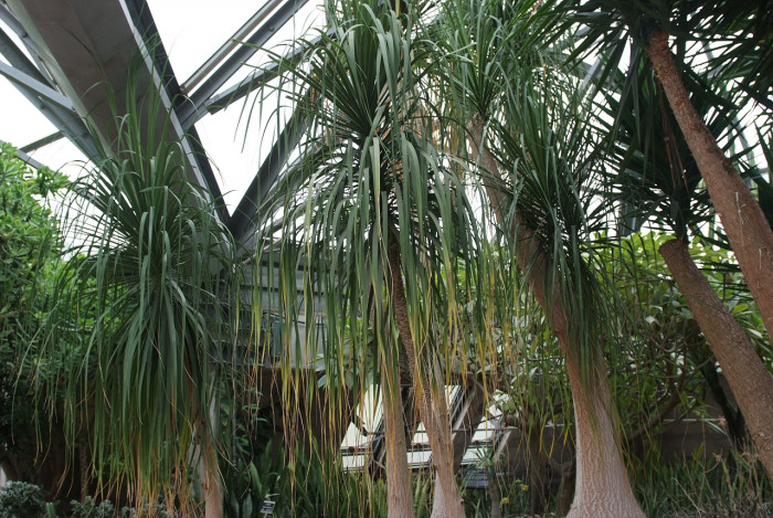덕구리난 - Pony Tail Palm, Beaucarnea recurvata