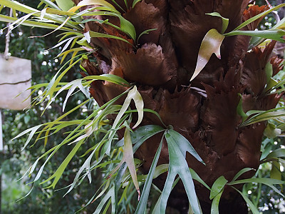 박쥐난 사진 - Platycerium bifurcatum Photos
