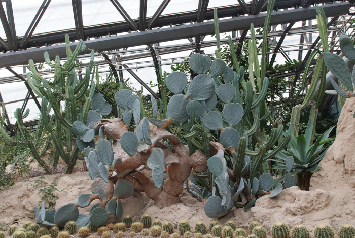 선인장 - Opuntia ficus-indica Mill.