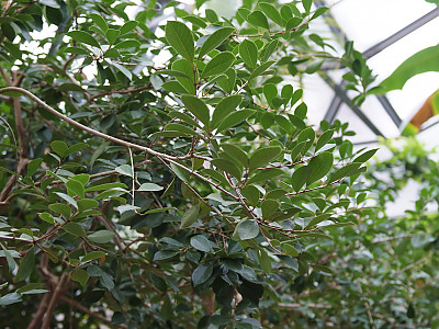 스트로우베리구아바 사진 - Psidium cattleianum Sab. Photos