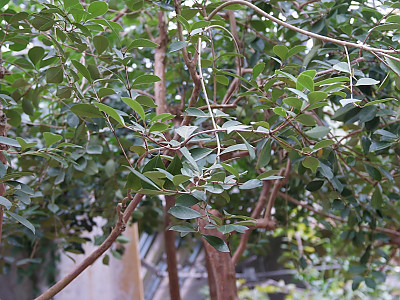 스트로우베리구아바 사진 - Psidium cattleianum Sab. Photos