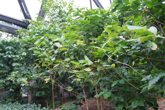 커피나무 - coffee tree, Coffea arabica L.