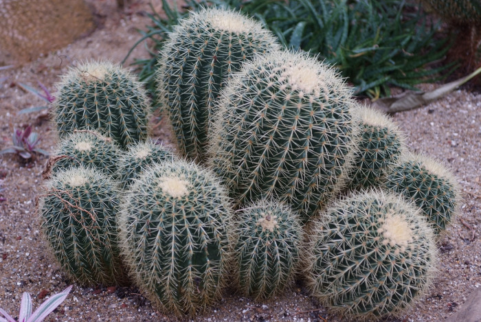 금호 - Golden Barrel, Echinocactus grusonii