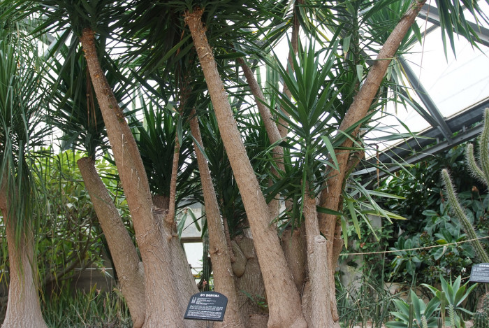 유카 엘레판티펜스 - Bulb-stem yucca, Spineless Yucca, Yucca elephantipes Regel.