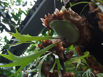 박쥐난 사진 - Platycerium bifurcatum Photos
