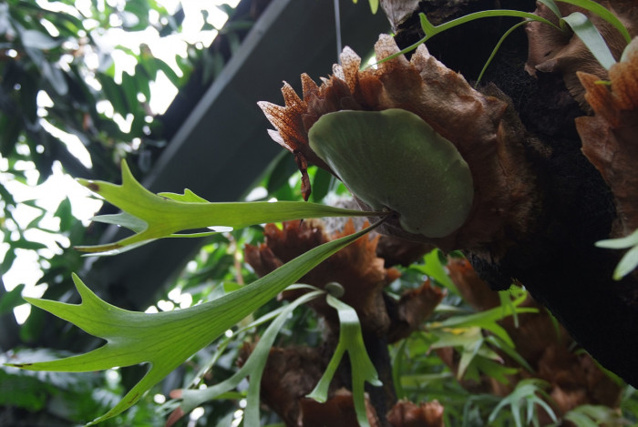 박쥐난 - staghorn fern, Platycerium bifurcatum