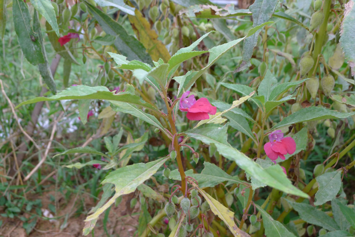 봉선화 - Balsam, Impatiens balsamina L.