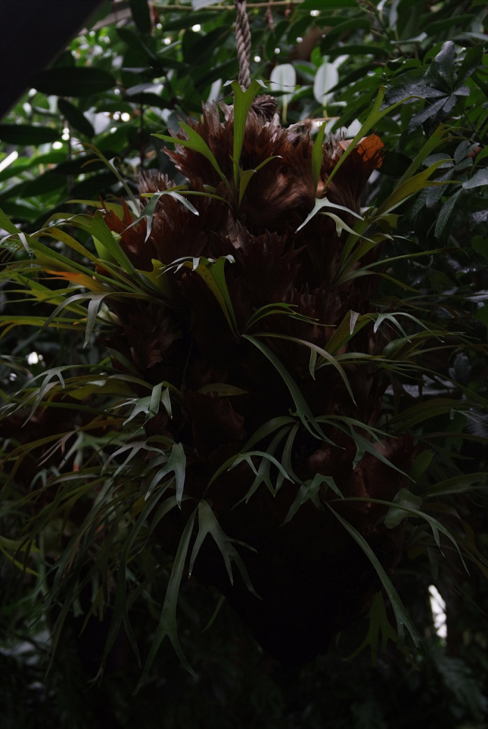박쥐난 - staghorn fern, Platycerium bifurcatum