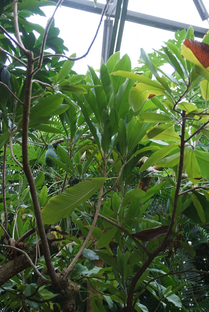 제륜도 - Elephant Apple, Dillenia indica L.