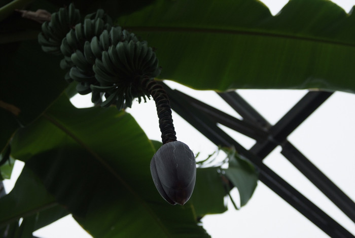 바나나나무 - Banana, Musa paradisiaca L.