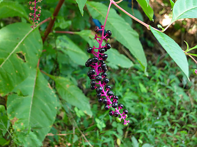 미국자리공 사진 - Phytolacca americana L. Photos