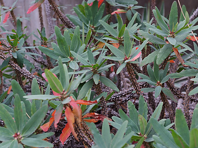 목기린 사진 - Pereskia grandifolia Photos